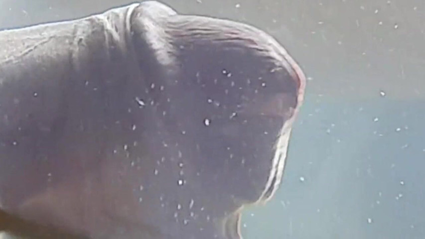 Condom with Water Filled with Cum. One of the Best Cumshot You Will Ever Seen.mp4 (XXY Therry)