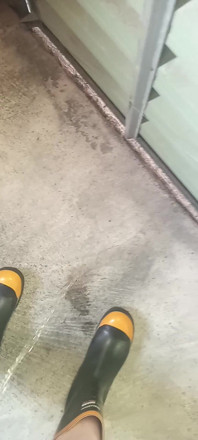 Pissing on Steel Toe Black Rubber Wellies
