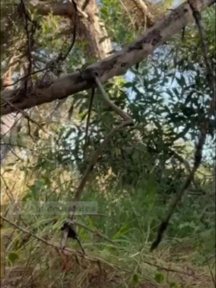 AmateurMates: ホットなアマチュア少年が森で吸い、リムを