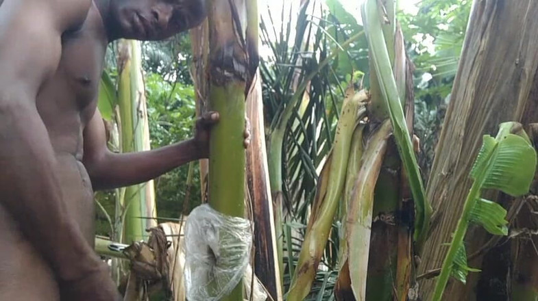 Bangcum8: Homem sozinho na floresta e faça a árvore plantain é esposa e...