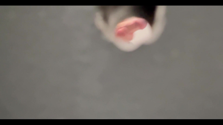 Ksanchez1203: Cruising Bear