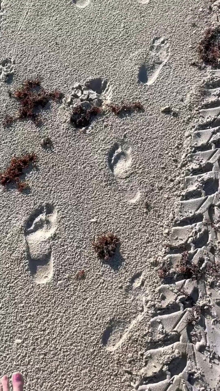 Peppermint Giantess: 16 feet boyutunu plajda kum baskılarıyla karşılaştırıyor