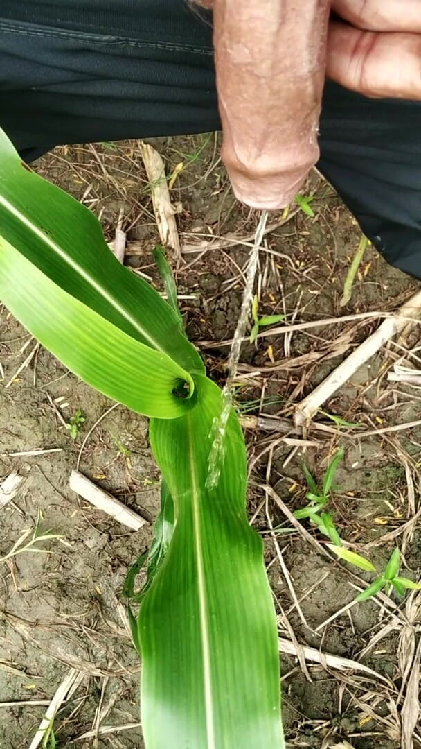 Desimast7: Kencing di rumput di luar ruangan