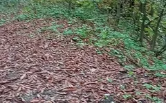 Outdooor Blowjob