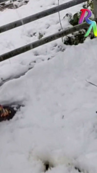 Winter Is Coming. Don't Eat Yellow Snow - Drink It Before It Makes the Snow Yellow