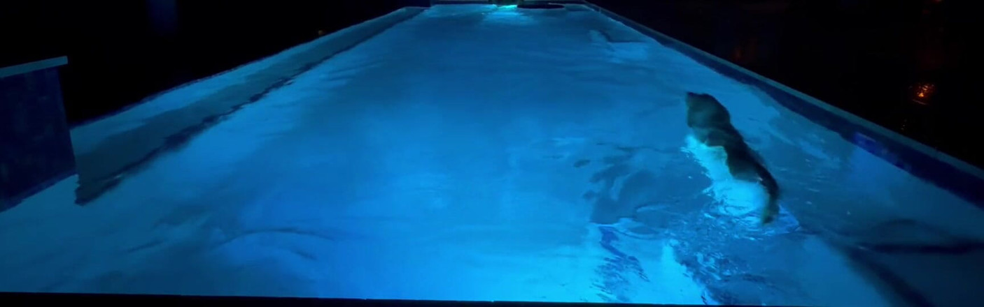 GottaLuvBB: Anyone Else Play Fetch Naked in the Pool?