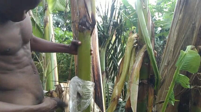 Bangcum8: Adam ormanda tek başına ve plantain ağacını karısı yapıyor ve üzerinde...
