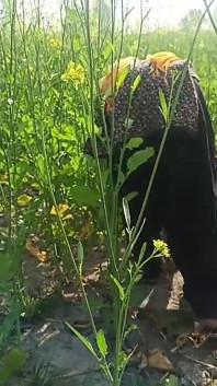 Indiancă desi bhabhi de la sat futută în câmpul cu muștar în poziția capră. Sex în aer liber desi bhabhi cu Dewar