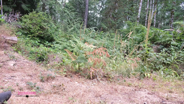 Destination Kat: Många kissa pee komp