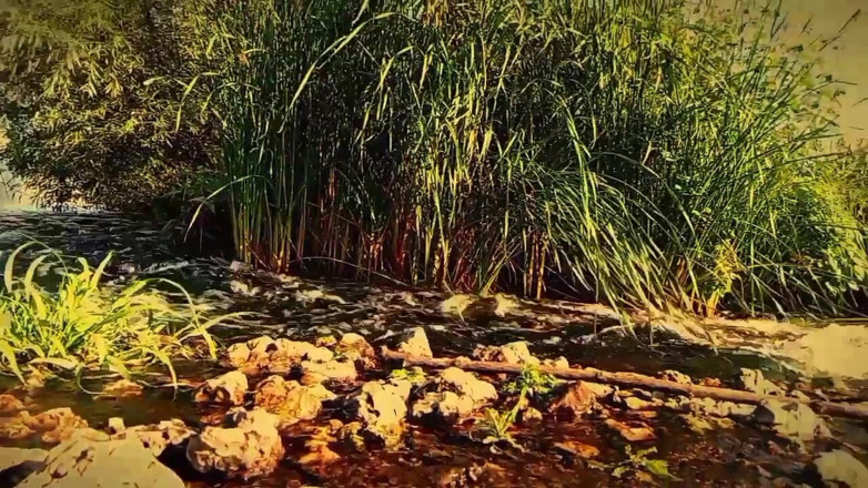 Fish Cam: Twink renunță la pescuit și a mers goală în pădure masturbându-i pula