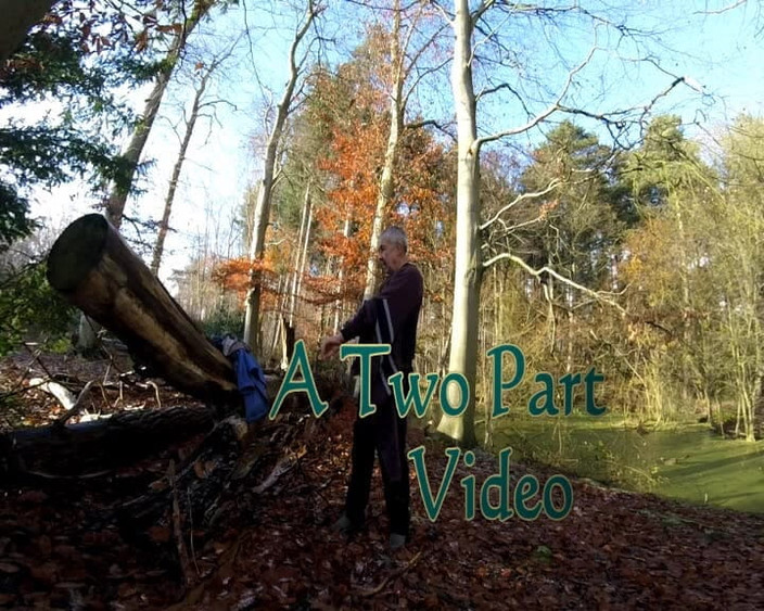 Andy: Dia frio na floresta