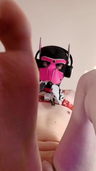 As patas tomaram conta da sua tela
