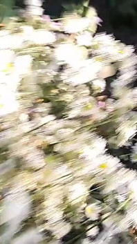 I Took a Risk and Fucked My Girlfriend's Mouth in a Public Place