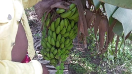 India travesti y boyfrends tienen sexo en banana garden