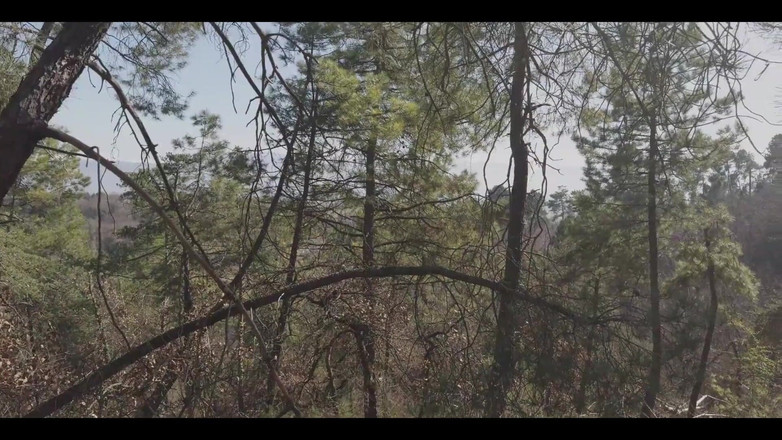 Marty and Wendy: I Get Fucked Like a Bitch in the Forest
