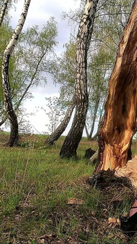 Sissy Stacy Chodzić na zewnątrz i bawić się ogromnym dildo