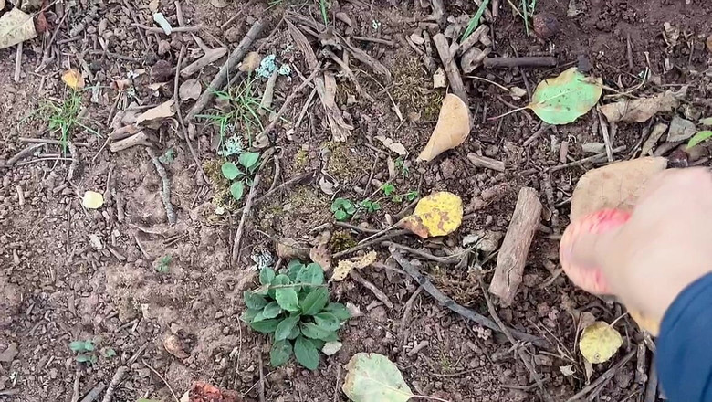 sweethanajapanese: Tiram air di Kebun Apel