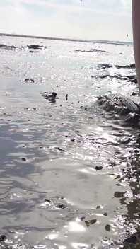 Dengan stoking halus di Laut Wadden Wangerland
