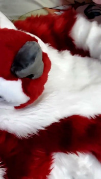 Jerking off and Showing Footpaws in Full-body Fursuit