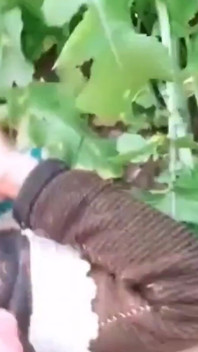 Une femme de ménage indienne infidèle baise avec son propriétaire dans une ferme extérieure