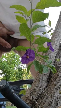 Watch Me Jerking off Outdoors While Hiding Behind a Tree
