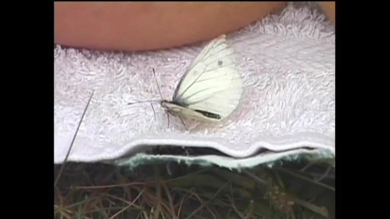 FM Video VOD: Seperti Lembu dalam Panas - (Filem Penuh asal Tidak Dipotong)