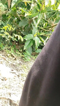 Semasa berkeliaran di padang, dia mula memukul gagangnya