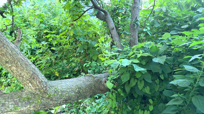 Vasya Sylvia: 운동장에서 오줌 싸고 시오후키!