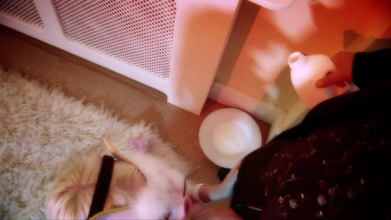 American Idol X: Girl bunny ready to fuck