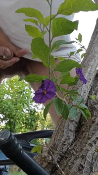 Watch Me Jerking off Outdoors While Hiding Behind a Tree