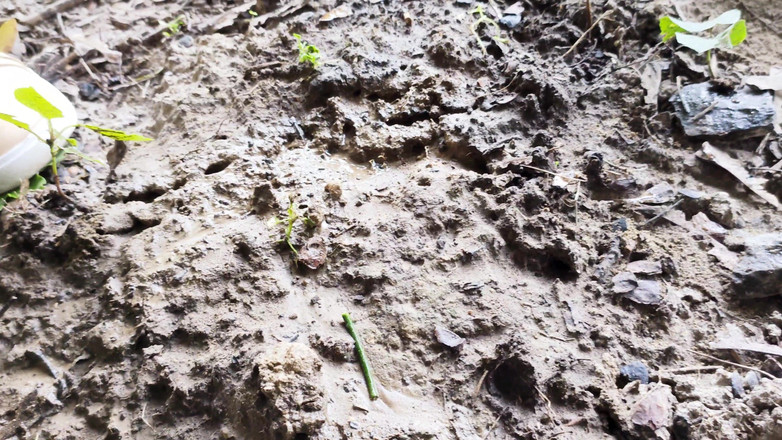 Adele Amber: Deszczyk W Naturze