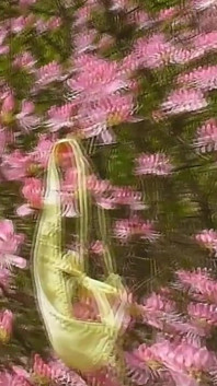 Spring Queens