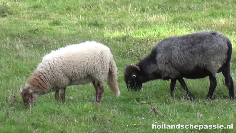 Hollandsche Passie: Outisde Picknick Ends in Hardcore Anal
