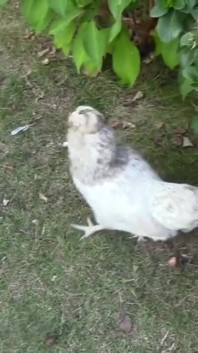Philip se fait baiser sans capote par 2 super garçons dans le jardin et reçoit un creampie