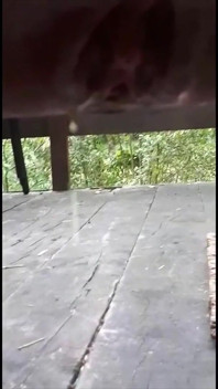 Kompilasi kencing 6 kali