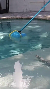 Pool Blowjob with Pedsrmeds