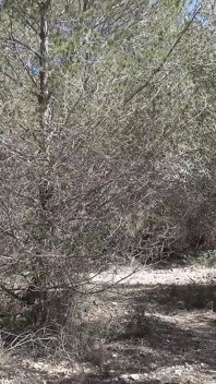 I miei fratellastro vogliono la vecchia figa