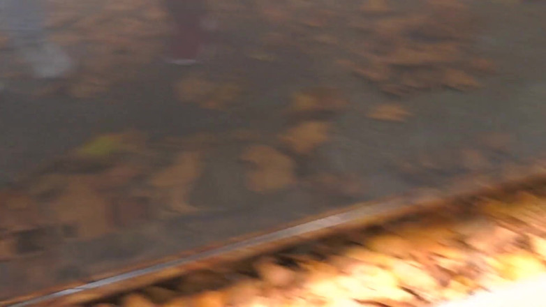 HPG Production: Báo sư tử 60 tuổi trong bữa tiệc đụ 6079