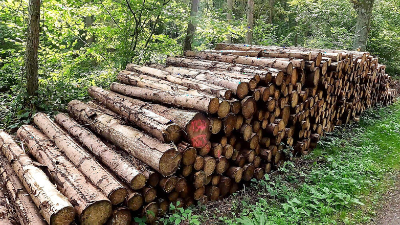 Bouncy Tits Action: Toket, pantat, dan memek cewek ini dicambuk di hutan