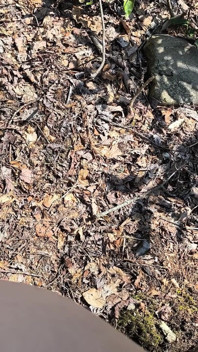 Hoer dacht dat ze alleen in het bos was.