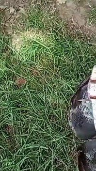 Bạn Có Được Phép Làm Ướt Giày Không?