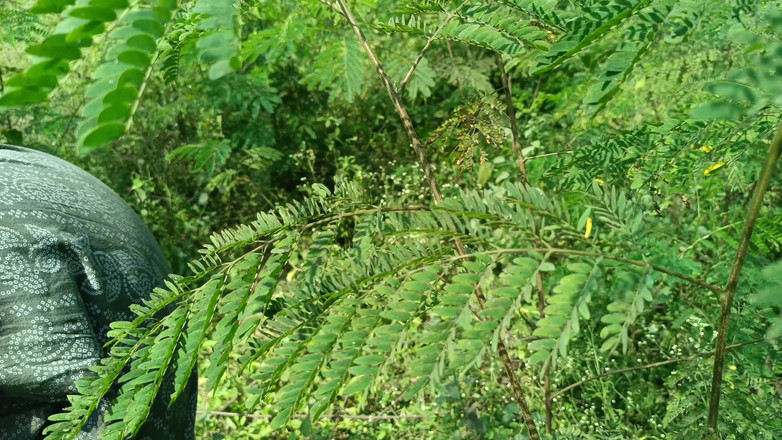 Inba: Ngentot di luar ruangan