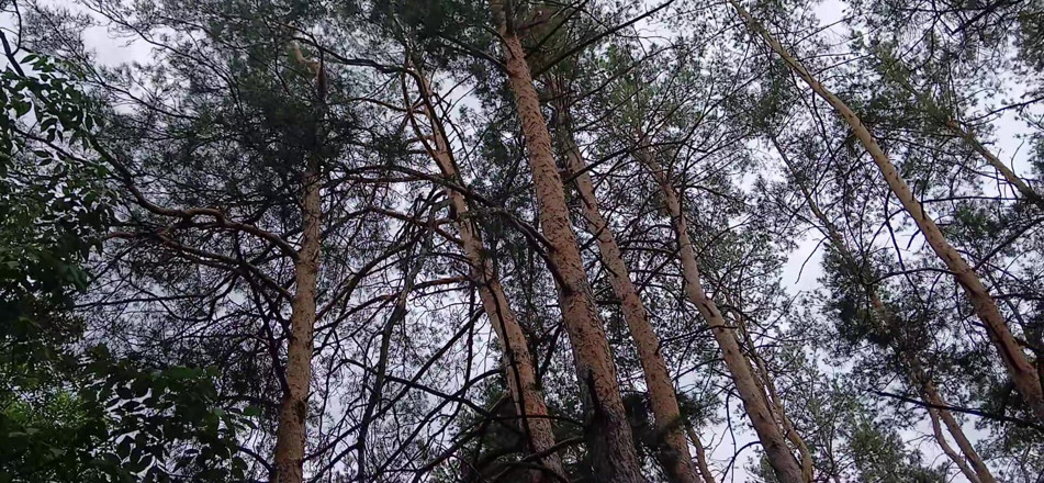 Lesbian-illusion: La nostra terza ragazza guarda nel parco quindi nessuno ci...