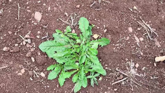 sweethanajapanese: Arkadan amına işiyor harika manzara