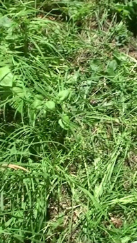 Futându-mi fratele vitreg mai tânăr în pădure