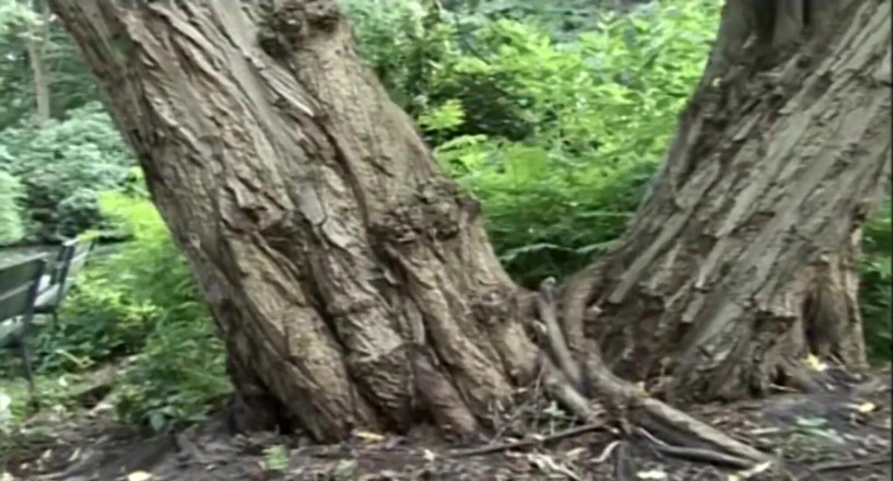 18 CLUB: Una passeggiata persa nella foresta