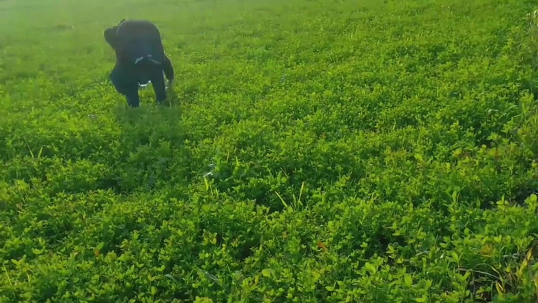 Abida pavreen: Začal jsem ji šukat do zadku na polích, někdo přišel shora...