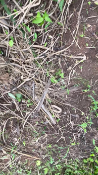 Скачу На Огромном Хуе На Полу Внутри Куста