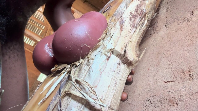 Bangcum8: Tyłek jest bardzo słodki w moim pokoju więziennym