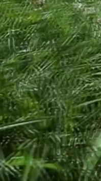 Une MILF mignonne baise dans le parc